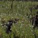 Myanmar Surpasses Afghanistan to Become World’s Leading Opium Producer, UN Report Reveals