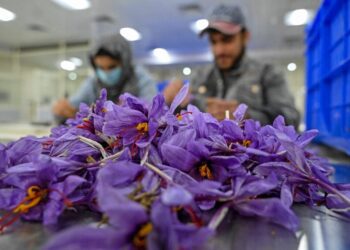 Climate Change Takes Toll on Iran’s Saffron Industry: Supplies Dwindle, Prices Soar