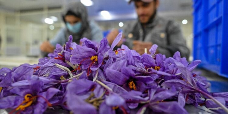 Climate Change Takes Toll on Iran’s Saffron Industry: Supplies Dwindle, Prices Soar
