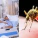 Chikungunya surge in Pakistan: What we know about the mosquito-borne virus