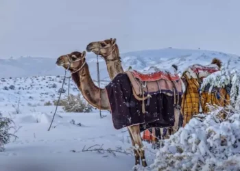 Saudi Arabian Desert Sees Snowfall for the First Time in History