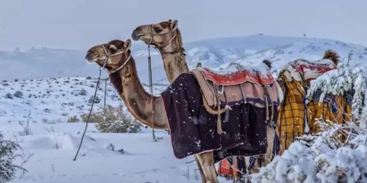 Saudi Arabian Desert Sees Snowfall for the First Time in History