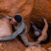 US Set to Acquire 40% of Congo’s Cobalt Mines in $9 Billion Deal